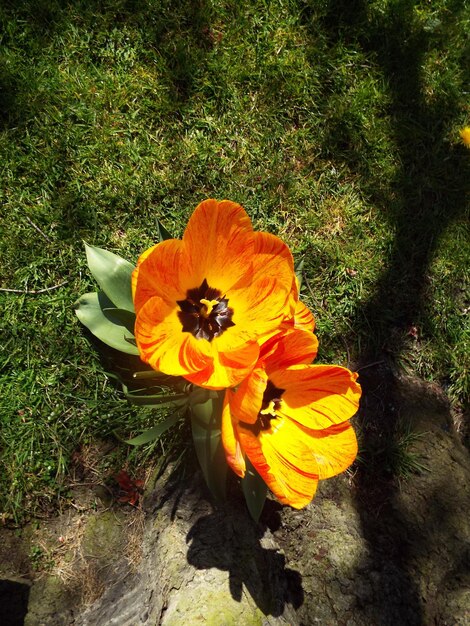 Close-up of yellow flower