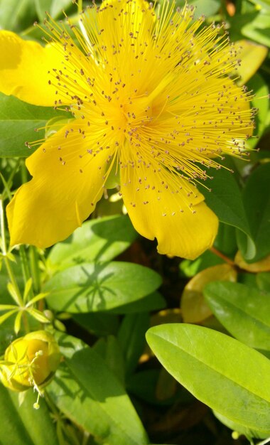 Close-up of yellow flower