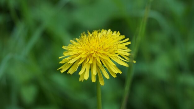 Close-up of yellow flower