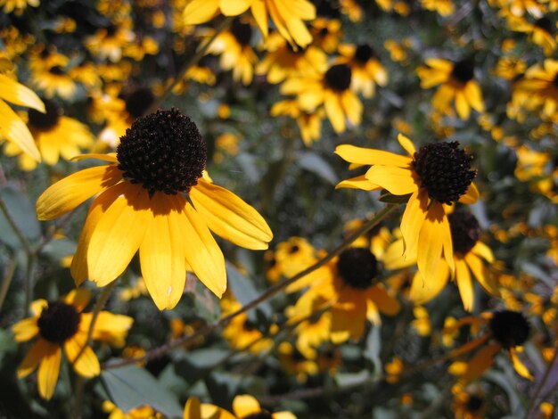 Close-up of yellow flower