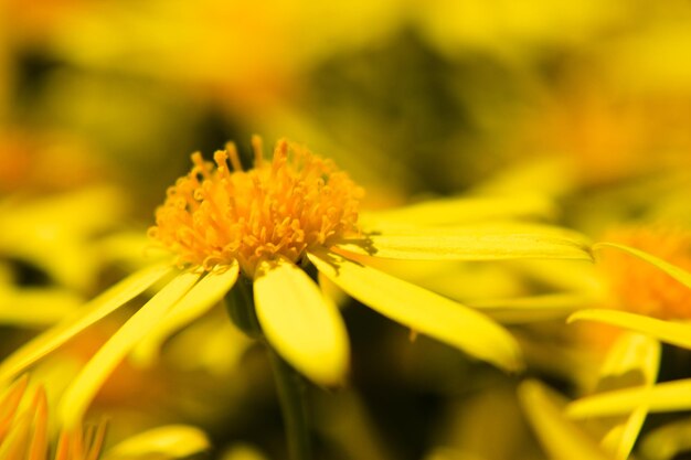 Close-up of yellow flower