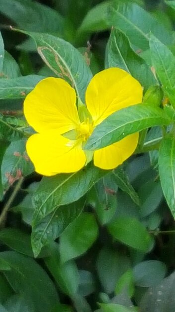 Close-up of yellow flower