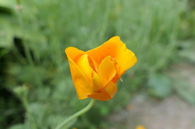 Close-up of yellow flower