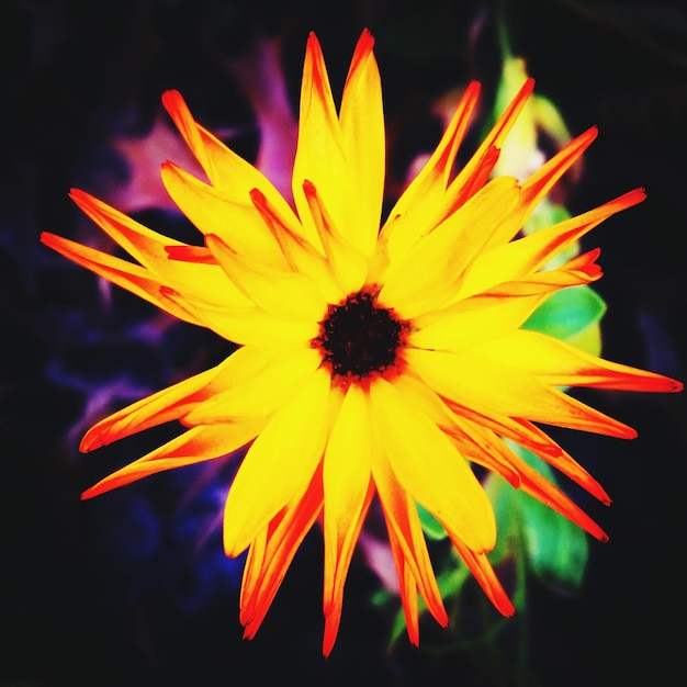 Photo close-up of yellow flower