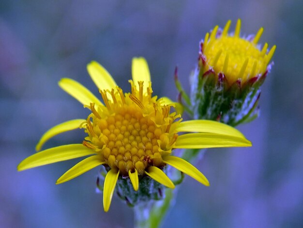 Foto close-up di un fiore giallo