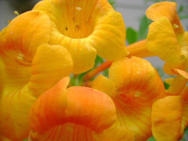 Close-up of yellow flower