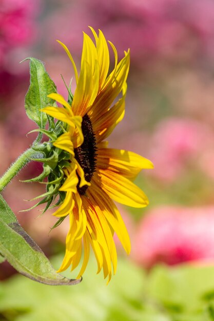 Close-up of yellow flower