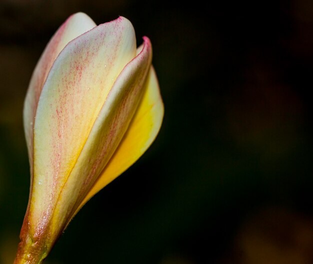 Photo close-up of yellow flower