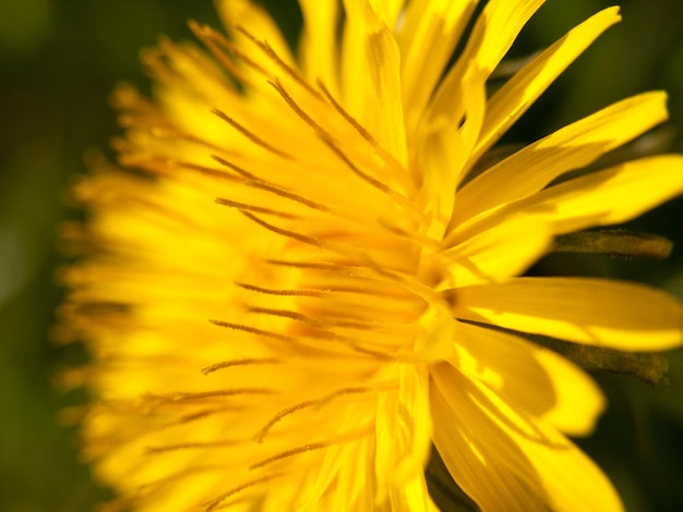 Photo close-up of yellow flower