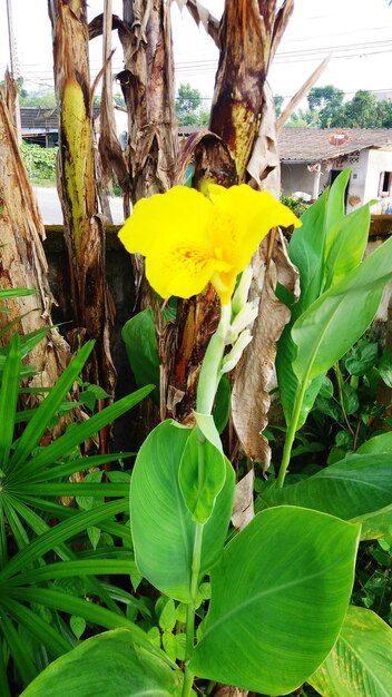 Close-up of yellow flower