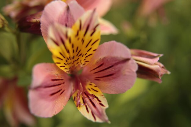 Photo close-up of yellow flower