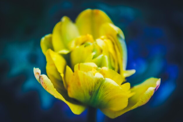 Close-up of yellow flower