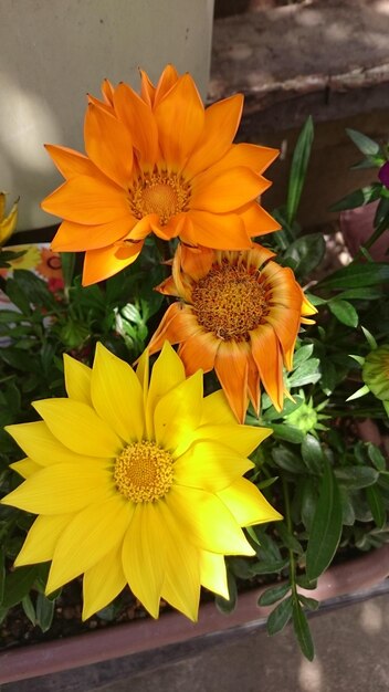 Close-up of yellow flower