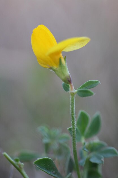 Close-up of yellow flower