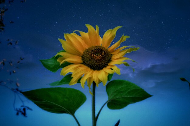 Close-up of yellow flower