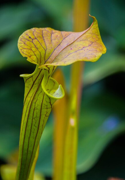 Foto close-up di un fiore giallo