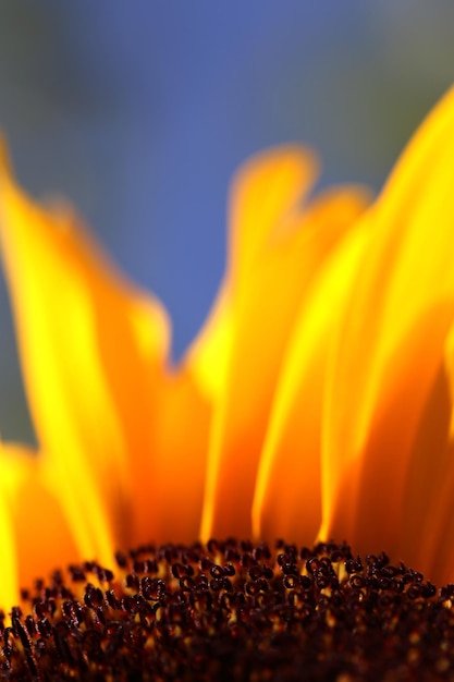 Photo close-up of yellow flower