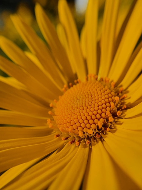 Close-up of yellow flower