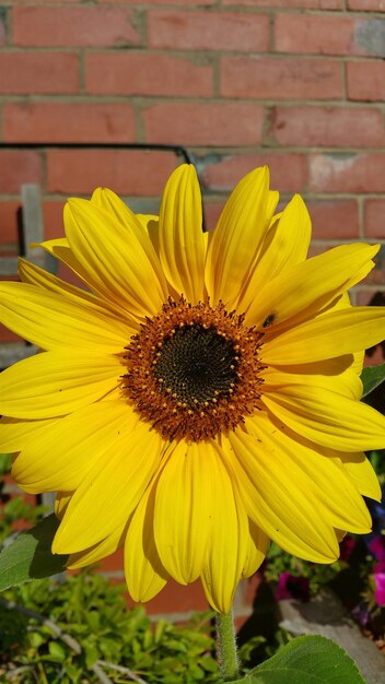 Close-up of yellow flower