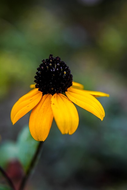 Photo close-up of yellow flower