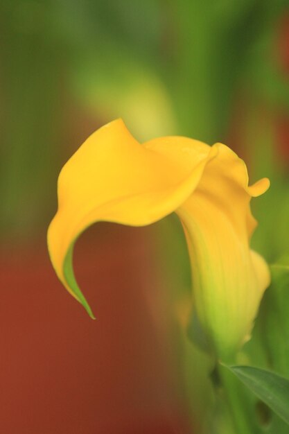 Close-up of yellow flower