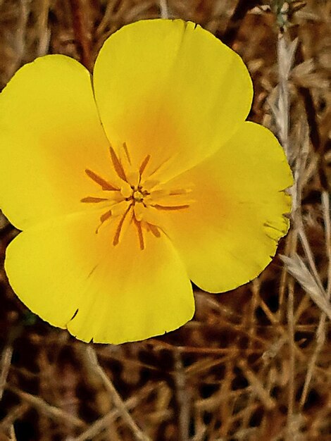 Close-up of yellow flower