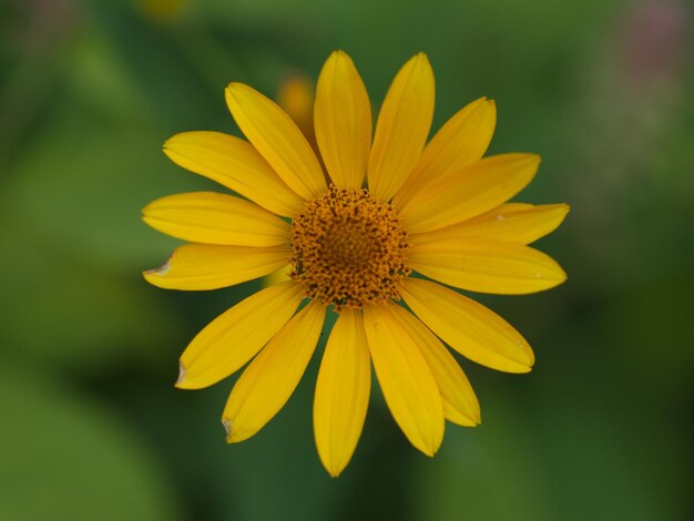 Close-up of yellow flower