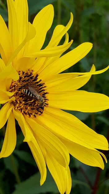 Foto close-up di un fiore giallo