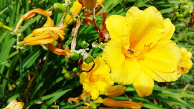 Photo close-up of yellow flower