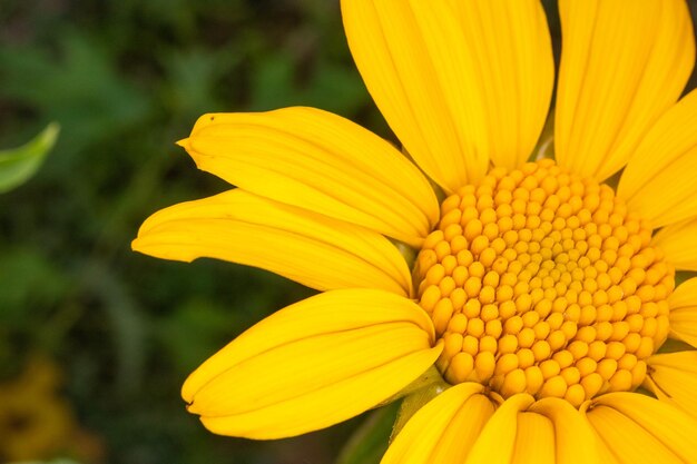 Close-up of yellow flower