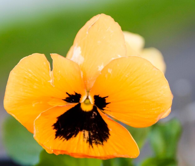 Photo close-up of yellow flower