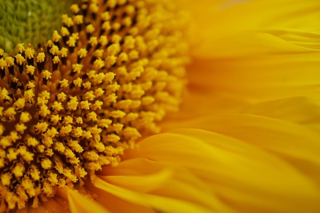 Foto close-up di un fiore giallo