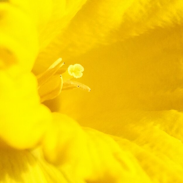 Close-up of yellow flower