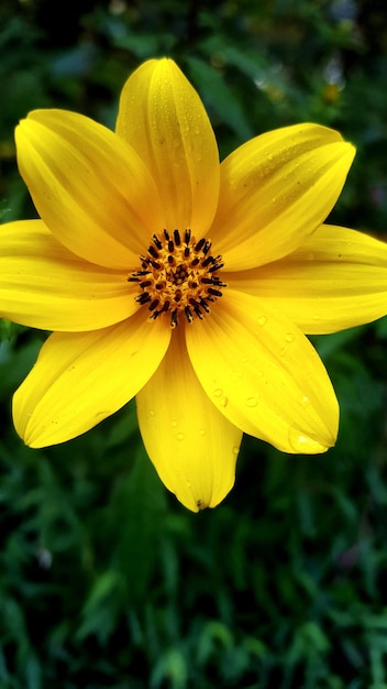 Foto close-up di un fiore giallo