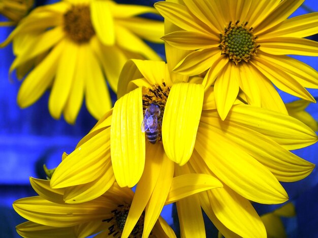 Close-up of yellow flower