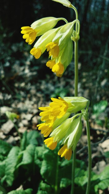 Close-up of yellow flower