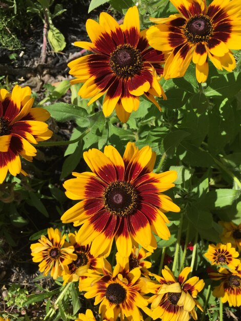 Foto close-up di un fiore giallo