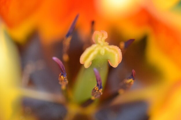 Close-up of yellow flower