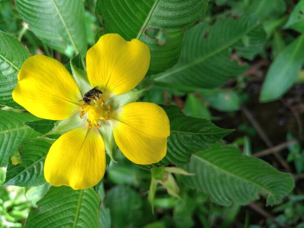 Close-up of yellow flower