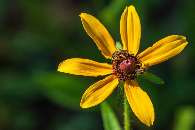 Close-up of yellow flower