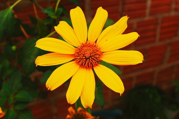 Foto close-up di un fiore giallo