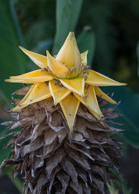 Foto close-up di un fiore giallo