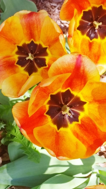 Close-up of yellow flower