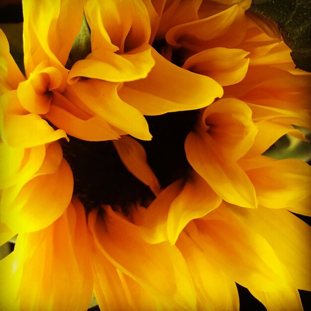 Close-up of yellow flower