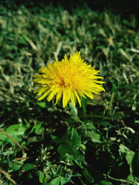 Close up of yellow flower