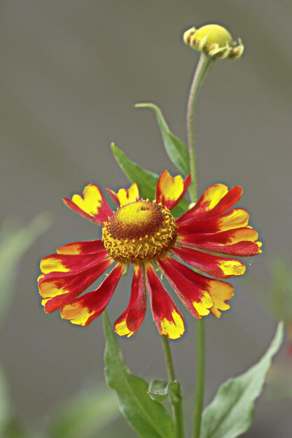 Foto close-up di un fiore giallo