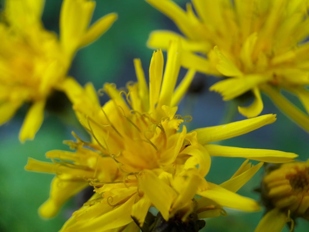 Photo close-up of yellow flower