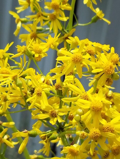 Close-up of yellow flower