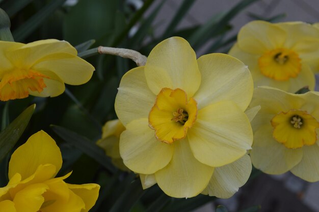 Photo close-up of yellow flower