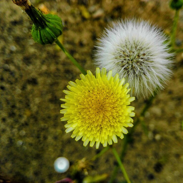 Photo close-up of yellow flower